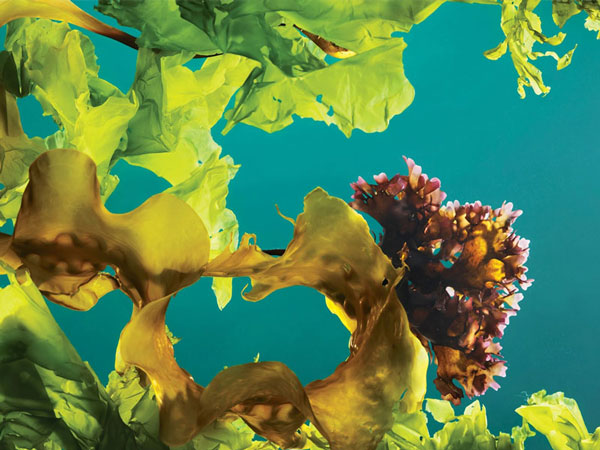Hải tảo giàu vitamin và khoáng chất rất tốt cho người bệnh cường giáp